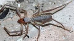 ये छोटा सा जीव सांप पर भी कर देता है हमला, जानें इंसानों के लिए कितना खतरनाक