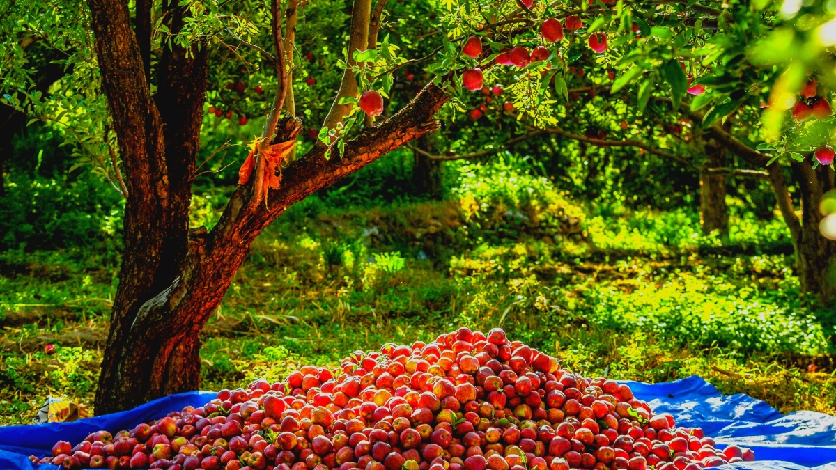 Himachal apple will be sold in universal carton know Himachal Pradesh Horticulture Minister Jagat Singh Negi statement ANN Himachal News: पहली बार यूनिवर्सल कार्टन में बिकेगा हिमाचली सेब, नफे-नुकसान पर रहेगी बागवानों की नजर