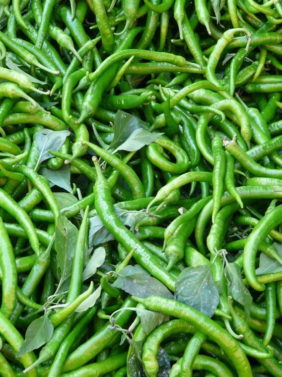 हरी मिर्च की खेती किसानों को बनाएगी मालामाल