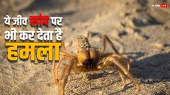 ये छोटा सा जीव सांप पर भी कर देता है हमला, जानें इंसानों के लिए कितना खतरनाक