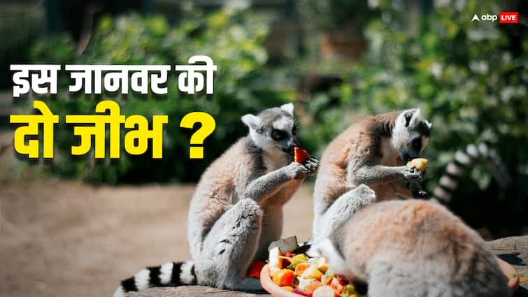 lemurs animal has two tongues one is used for eating and the other for showing off Lemurs: इस जानवर की होती हैं दो जीभें, एक जीभ खाने और दूसरी दिखाने के लिए करता है इस्तेमाल 