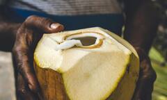 बाहर से बंद होने के बाद भी नारियल के अंदर से कैसे निकलता है पानी? जानिए वजह