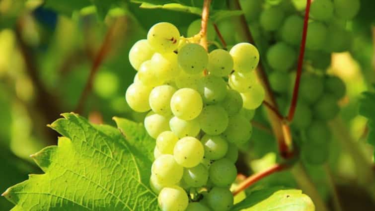 diet tips grapes side effects during pregnancy in hindiL Grapes In Pregnancy: प्रेगनेंसी में भूलकर भी न खाएं ये खट्टे-मीठे फल, बढ़ सकती हैं दिक्कतें