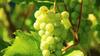 Grapes In Pregnancy: प्रेगनेंसी में भूलकर भी न खाएं ये खट्टे-मीठे फल, बढ़ सकती हैं दिक्कतें