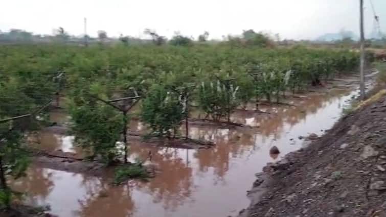 Heavy rain in Nashik and Dindori taluka rivers and canals started flowing Maharashtra Marathi News Nashik Rain : नाशिकसह दिंडोरी तालुक्यात धो-धो पाऊस, तासाभराच्या पावसाने नदी-नाले दुथडी भरुन लागले वाहू