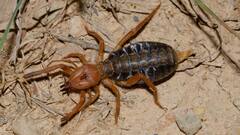 ये छोटा सा जीव सांप पर भी कर देता है हमला, जानें इंसानों के लिए कितना खतरनाक