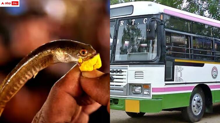 tgsrtc special buses to nampally exhibition ground for fish prasadam distrubution TGSRTC Special Buses: చేప ప్రసాదం పంపిణీ - టీజీఎస్ఆర్టీసీ గుడ్ న్యూస్, ఈ రూట్లలో ప్రత్యేక బస్సులు