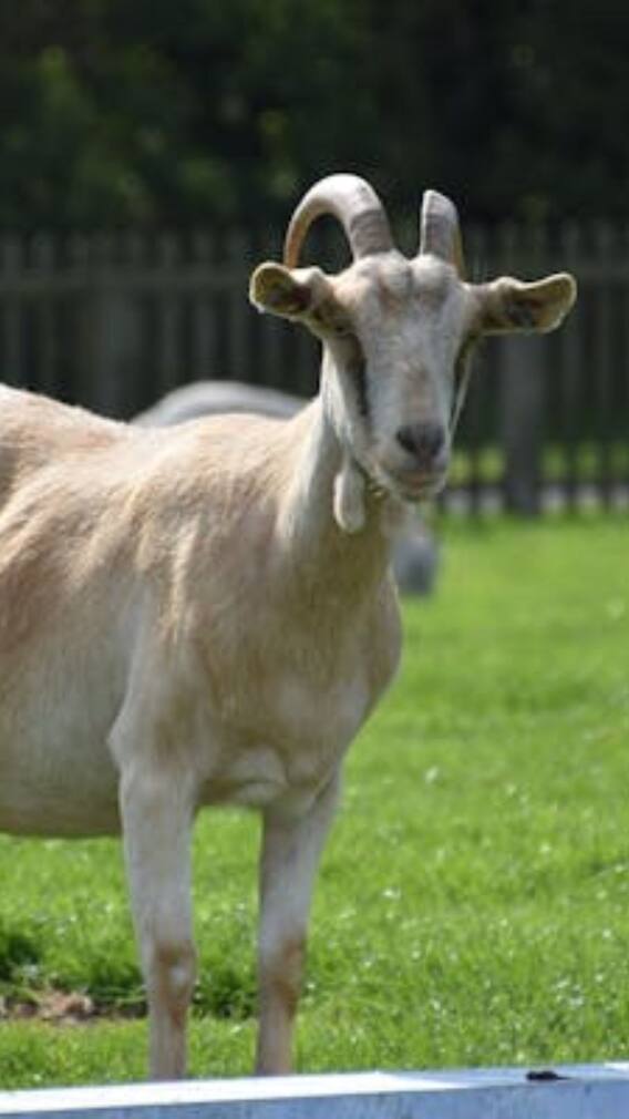 ஆட்டு பாலில் செய்யப்படும் சீஸில் இவ்வளவு நன்மைகள் இருக்கா?