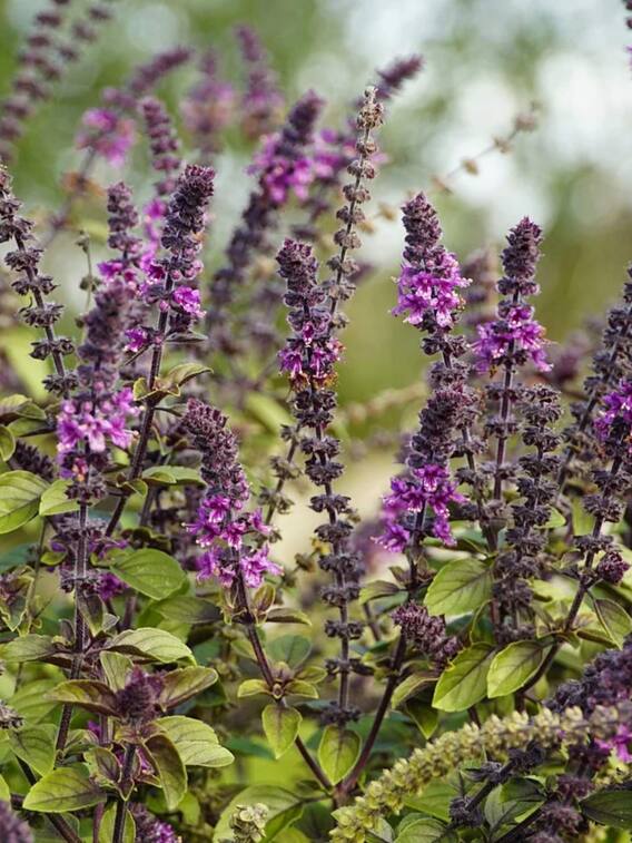 तुलसी का पौधा लगाते समय इन बातों का रखें ध्यान