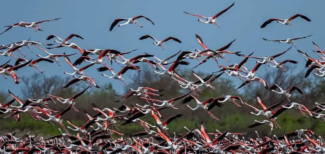 Birds Extinction : அழிவின் விளிம்பில் அரிய பறவை இனங்கள்.. சூழல் மேம்பாட்டிற்கு உலை.. ஆய்வாளர்கள் வேதனை.