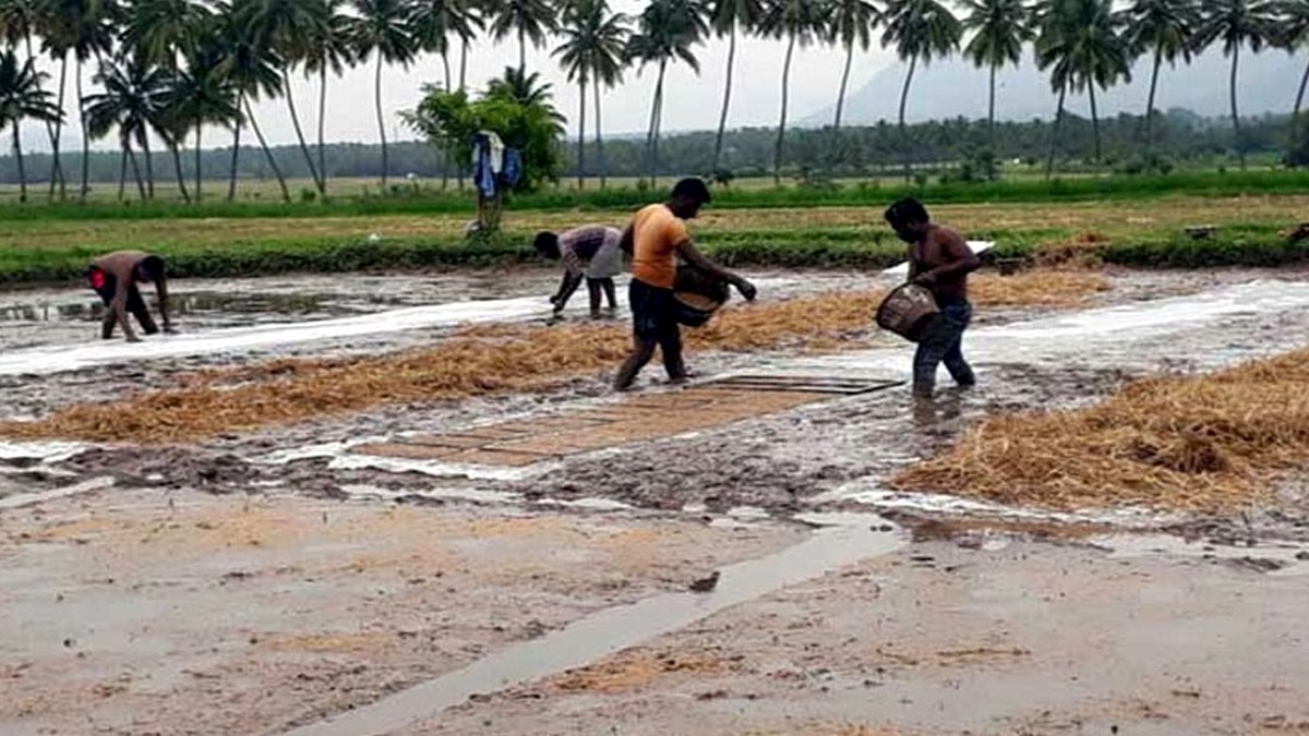 கம்பம் பள்ளத்தாக்கு முதல் போக நெல் விவசாயம் குறித்து ஒரு தொகுப்பு