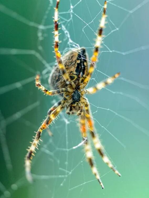 ये है दुनिया की सबसे बड़ी मकड़ी