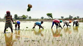 கம்பம் பள்ளத்தாக்கு முதல் போக நெல் விவசாயம் குறித்து ஒரு தொகுப்பு