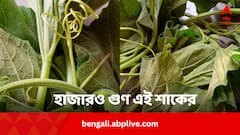 অবহেলা করবেন না আর, এই শাকের গুণে পালাবে হাজারও রোগ