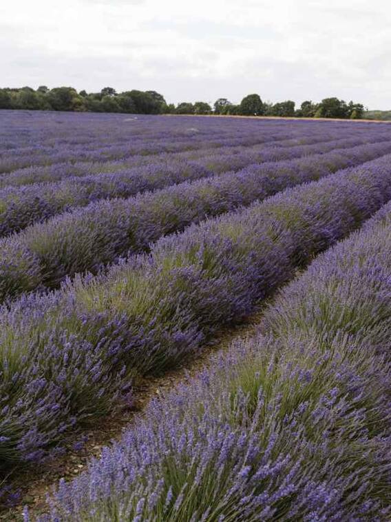 कैसे करें लैवेंडर की खेती