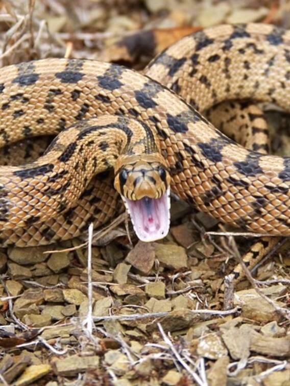 ये है दुनिया का सबसे जहरीला सांप