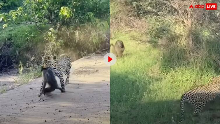 Panther hunts a baboon in the forest after which the baboons attack the panther Video: पैंथर कर रहा था बबून का शिकार....मगर बबून ने जो किया, उसे देख हर कोई हर गया हैरान