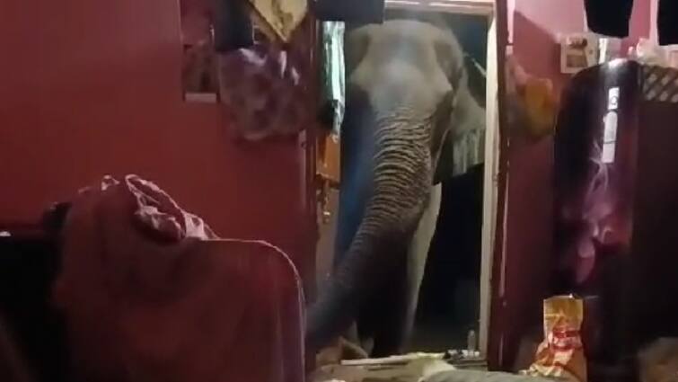 wild elephant broke the door and searched for food in Coimbatore - TNN கதவை உடைத்து உணவு தேடிய யானை - அச்சத்தில் உறைந்த தொழிலாளர்கள்