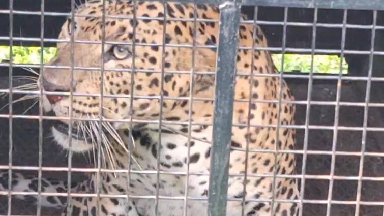 A leopard trapped in a cage in Gudalur கூடலூர்: காலில் காயத்துடன் 5 நாட்களுக்கு மேல் சுற்றித்திரிந்த சிறுத்தை: வனத்துறையிடம் சிக்கியது எப்படி?