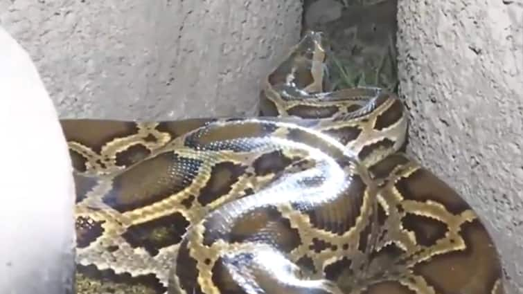 West Bengal: 9-Ft Burmese Python Rescued From Residential Area In ...