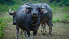 Chhattisgarh: Special Probe Team Formed After Cattle Transporters Killed In Raipur, Kin Claim Mob Attack