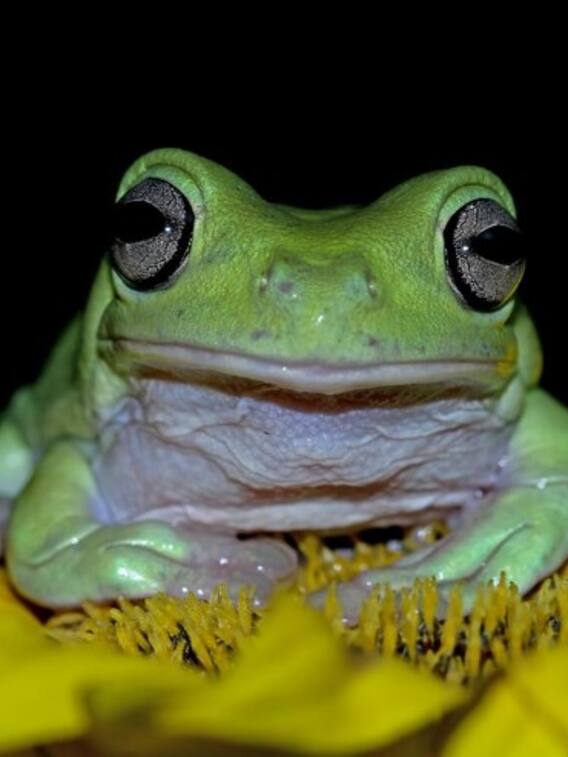 यह मेंढक अगर छू लिया तो मौत पक्की