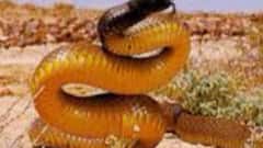 इस सांप को क्यों कहा जाता है घोड़ा पछाड़ सापं, क्या घोड़े से भी तेज है इसकी स्पीड