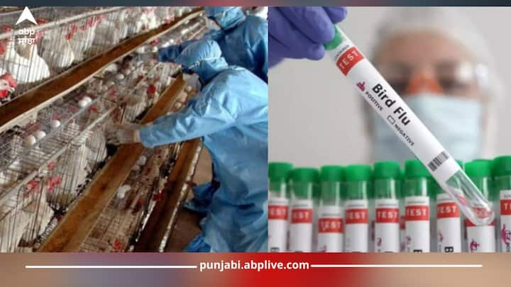 Health News: ਬਰਡ ਫਲੂ, ਜਿਸ ਨੂੰ ਵਿਗਿਆਨਕ ਭਾਸ਼ਾ 'ਚ ਏਵੀਅਨ ਫਲੂ ਜਾਂ H5N2 ਵੀ ਕਿਹਾ ਜਾਂਦਾ ਹੈ, ਇੱਕ ਕਿਸਮ ਦੀ ਵਾਇਰਲ ਇਨਫੈਕਸ਼ਨ ਹੈ ਜੋ ਪੰਛੀਆਂ ਨੂੰ ਪ੍ਰਭਾਵਿਤ ਕਰਦੀ ਹੈ। ਹਾਲਾਂਕਿ, ਵਾਇਰਸ ਦੀਆਂ ਕੁਝ ਉਪ-ਕਿਸਮਾਂ ਹਨ ਜੋ ਮਨੁੱਖਾਂ ਨੂੰ...