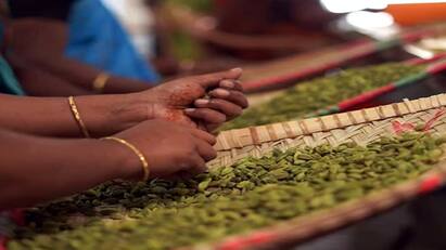 Theni news Bodi cardamom was auctioned for up to Rs 1200 per kg - TNN போடியில் கிலோ ரூபாய் 1200 வரை ஏலம் போன ஏலக்காய்