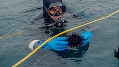 समुद्र में एलियन महामारी...वैज्ञानिकों ने कहा इसे रोकने का कोई तरीका नहीं