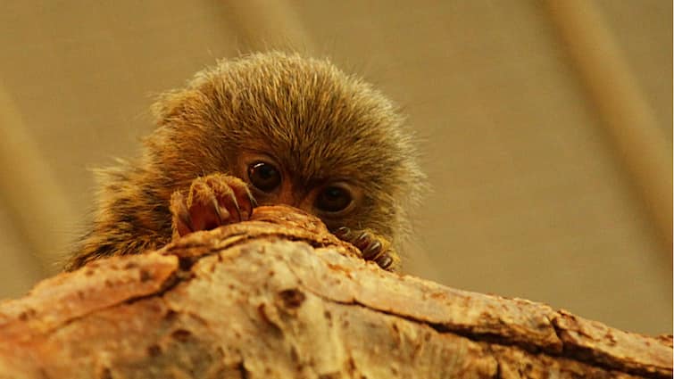 एक रोटी से भी हल्के हैं ये बंदर, लंबाई सिर्फ 12-15 सेंटी मीटर Pygmy marmoset monkey are lighter than a roti only 12-15 cm long एक रोटी से भी हल्के हैं ये बंदर, लंबाई सिर्फ 12-15 सेंटी मीटर