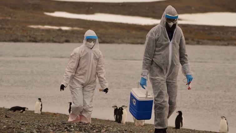 Australia's bird flu case H5N1 likely came from India, says WHO Bird Flu: இந்தியாவில் இருந்து ஆஸ்திரேலியாவுக்குப் பரவிய பறவைக் காய்ச்சல்: உலக சுகாதார நிறுவனம் அச்சம்!