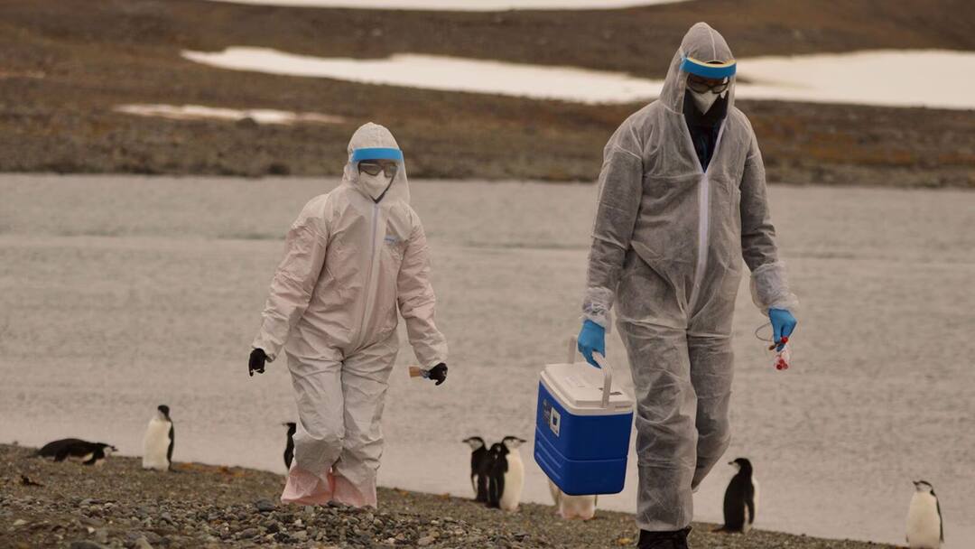 Bird Flu: இந்தியாவில் இருந்து ஆஸ்திரேலியாவுக்குப் பரவிய பறவைக் காய்ச்சல்: உலக சுகாதார நிறுவனம் அச்சம்!