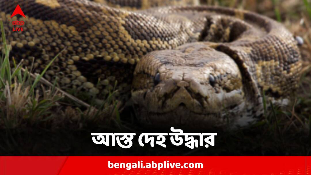 Indonesian Woman Found Inside A Python After She Went Missing For 3 ...