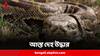 Body Found In Python:অজগরের পেট কাটতেই উদ্ধার মহিলার আস্ত দেহ, চাঞ্চল্য ইন্দোনেশিয়ায়