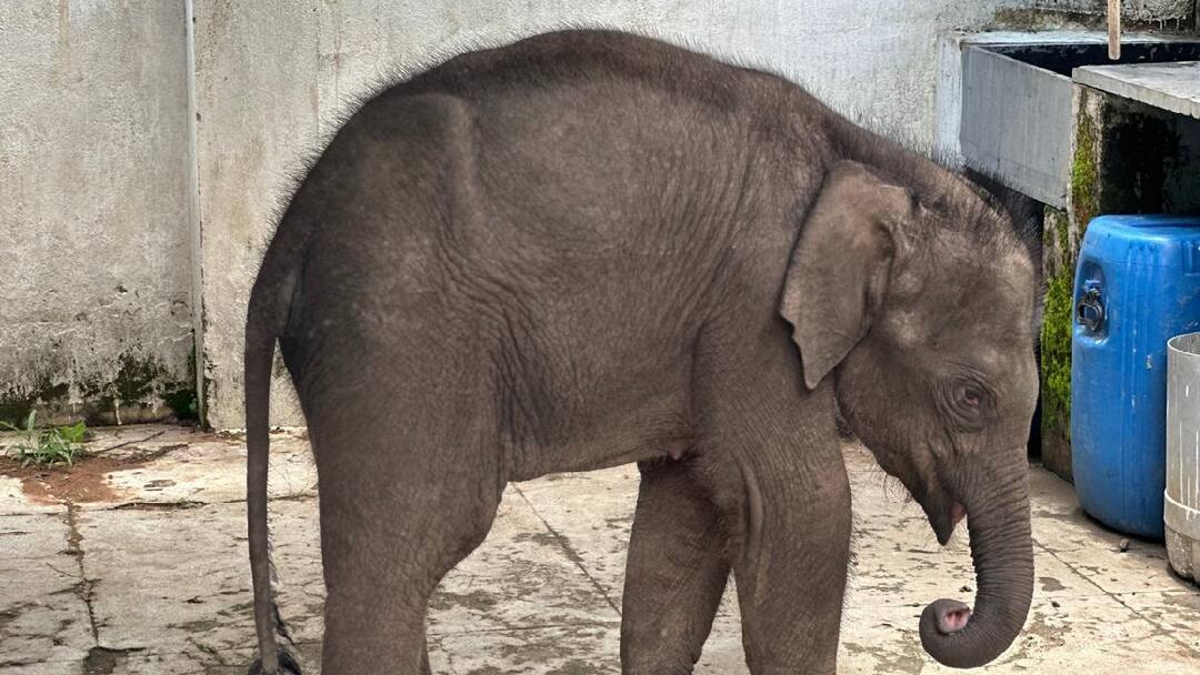 தாய் யானையுடன் சேர்க்கும் முயற்சி தோல்வி ; முதுமலை முகாமிற்கு கொண்டு செல்லப்பட்ட குட்டி யானை