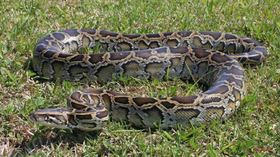 அதிர்ச்சி! 45 வயது பெண்ணை உயிரோடு விழுங்கிய மலைப்பாம்பு - எங்கு நடந்தது இந்த சோகம்?