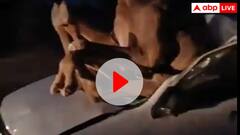 Watch: हनुमानगढ़ में टक्कर लगने के बाद कार में फंसा ऊंट, वीडियो देख हैरान हुए लोग