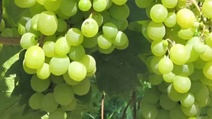 আসলে, আঙুরে পাওয়া যায় Resveratrol, যার পরিমাণ কালো এবং লাল আঙুরে বেশি।