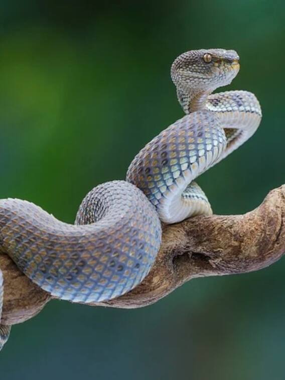 ये है दुनिया का सबसे तेज सांप