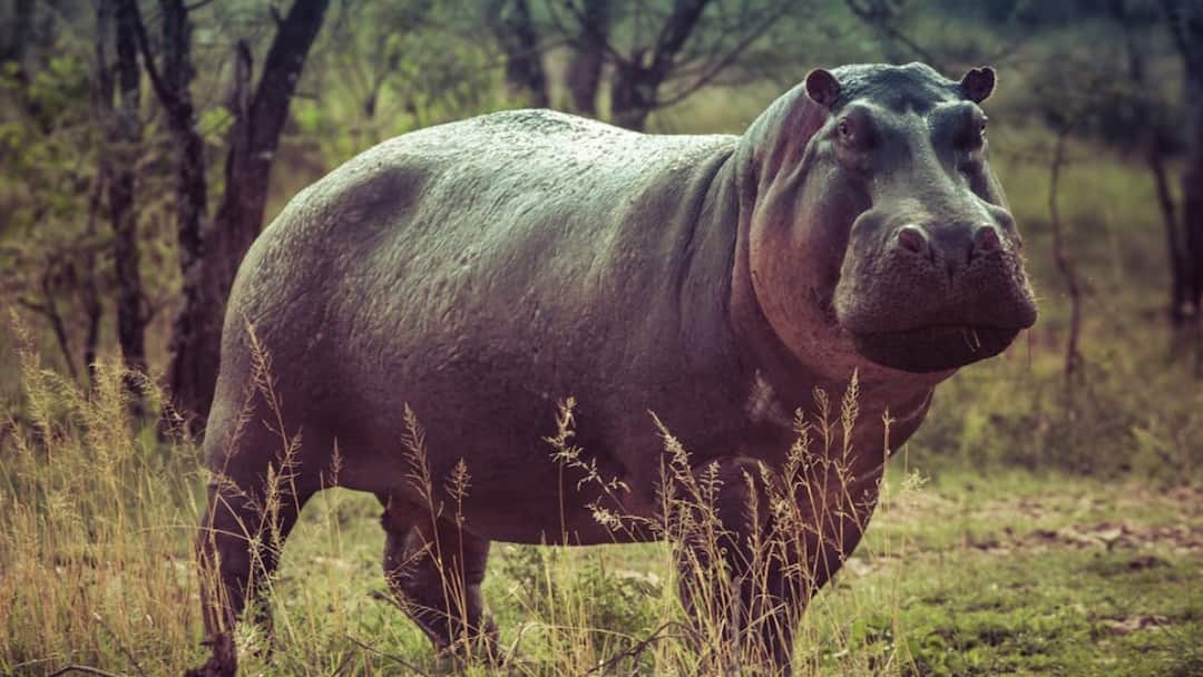 This hippopotamus sweat is pink know the science behind it Hippopotamus: इस जानवर का पसीना होता है पिंक, जानिए इसके पीछे का साइंस
