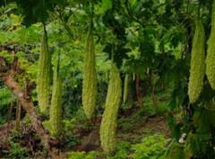 Cooking Tips: ஆப்பிள் ஊறுகாய்; பாகற்காய் கசப்பு தெரியாமல் இருக்க? இதோ டிப்ஸ்!