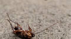 इस शहर में रहते हैं अनगिनत कॉकरोच, जानें क्या है इसकी वजह