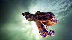 Blue Ringed Octopus: પૃથ્વી પરનો સૌથી ખતરનાક અને વિચિત્ર જીવ, ફક્ત એક ટિપાથી માણસનો જતો રહે છે જીવ