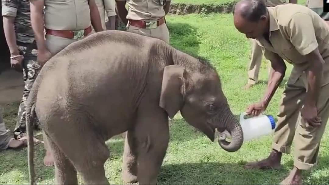 Elephant Baby Mudumalai National Park In Coimbatore Rejected By Mother 'Rejected By Ailing Mother', Baby Elephant Shifted To Feeding Camp At National Park In Coimbatore