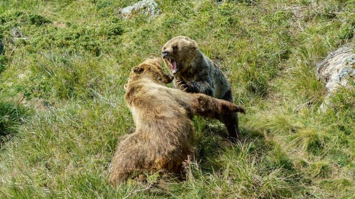 बता दें कि जापान की निंजा एक युद्धकला के तौर पर मशहूर है. दुनियाभर में निंजा भालू की चर्चा भी खूब होती है. हालांकि पहले ये भालू काफी शांत माने जाते थे, लेकिन अब ये आक्रमक हो चुके हैं.