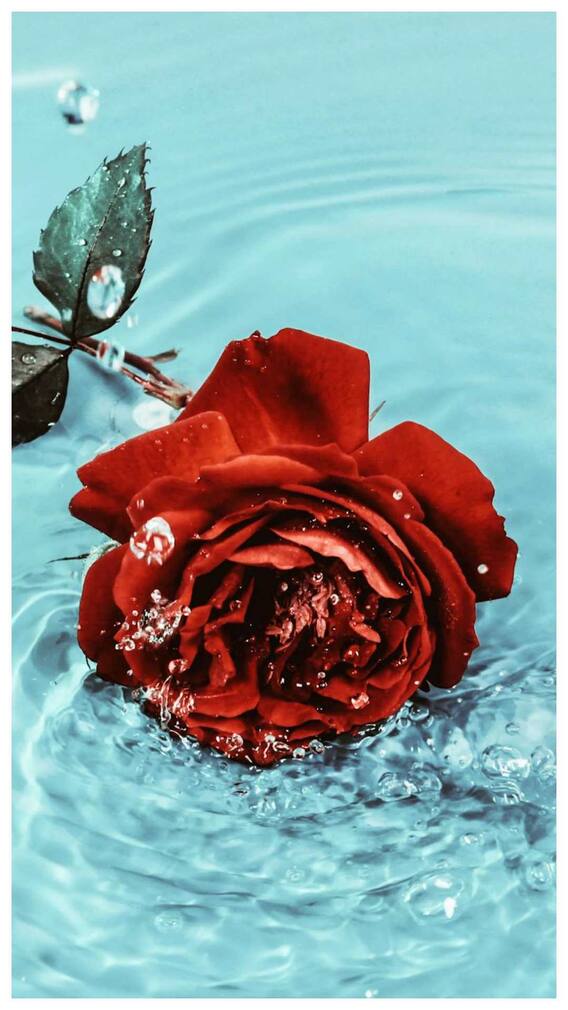 ਗੁਲਾਬ ਲਾਲ-ਪੀਲੇ ਤੇ ਨੀਲੇ ਕਿਵੇਂ ਬਣਦੇ ਹਨ, ਜਾਣੋ