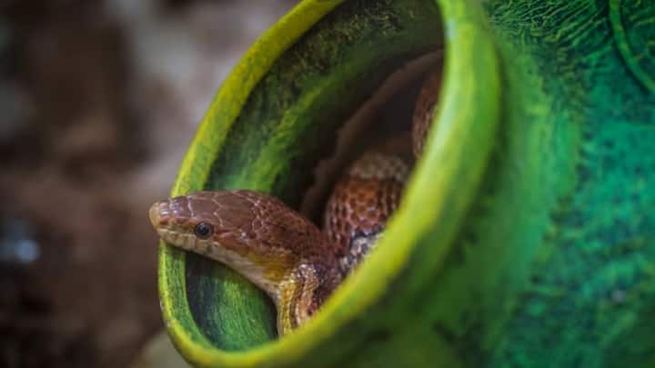 जानकारी के मुताबिक सांप खट्टे वृक्षों से भी सांप आकर्षित होते हैं. क्योंकि इन पेड़ों के फल पककर गिरते हैं और उन्हें खाने के लिए कीड़े, पक्षी और चूहे आते हैं. इसलिए सांप यहां घूमते रहते हैं, ताकि उन्हें आसानी से भोजन मिल सके.
