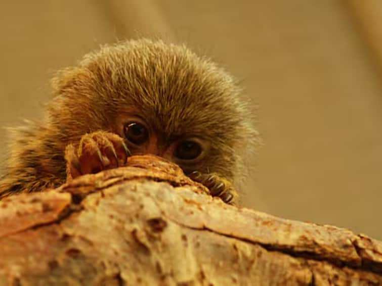 pygmy marmoset monkey are lighter than a roti and length 12 15 cm Pygmy Marmoset Monkey: ਰੋਟੀ ਨਾਲੋਂ ਵੀ ਹਲਕੇ ਹਨ ਇਹ ਬਾਂਦਰ, ਲੰਬਾਈ ਜਾਣ ਕੇ ਹੋਵੋਗੇ ਹੈਰਾਨ ਵੀਡਿਓ ਹੋ ਰਹੀ ਵਾਇਰਲ