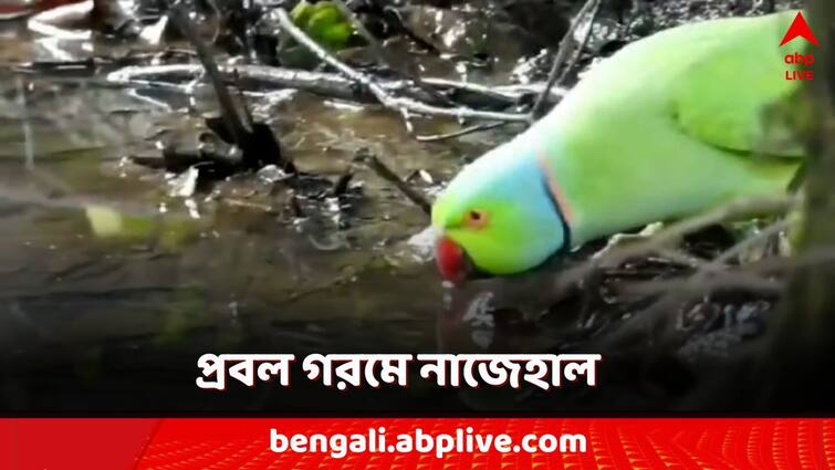 Hot humid summer west bengal weather heatwave problem for wildlife weather forecast Paschim Bardhaman: তাপপ্রবাহে ক্লান্ত বন্যপ্রাণ! পশু-পাখির জন্য় জঙ্গলে রাখা ORS